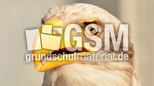 Weißkopf-Seeadler (18).jpg